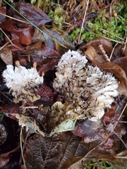 Peltigera membranacea