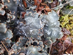 Peltigera neopolydactyla