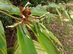 Alpinia arctiflora