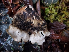 Peltigera neopolydactyla