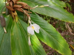 Alpinia arctiflora