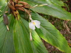 Alpinia arctiflora