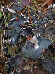 Peltigera neopolydactyla