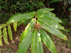 Alpinia arctiflora