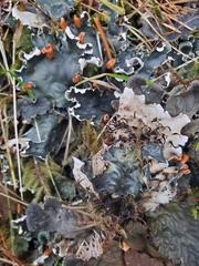Peltigera neopolydactyla