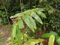 Alpinia arctiflora