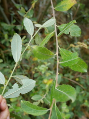Salix × reichardtii
