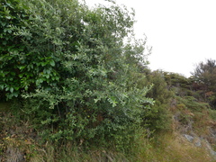 Salix × reichardtii