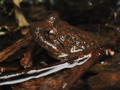 Quasipaa exilispinosa