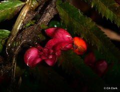 Euonymus occidentalis