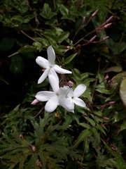 Jasminum