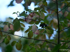 Euonymus occidentalis
