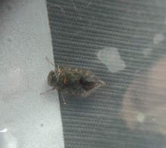 Ochterus