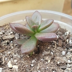 Pachyphytum compactum