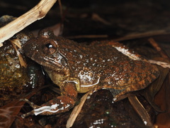 Quasipaa exilispinosa