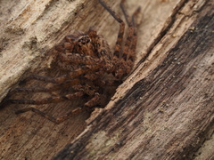 Heteropoda amphora