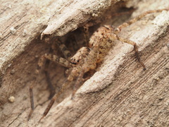 Heteropoda amphora