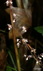 Tiarella