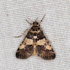 Nacoleia mesochlora