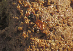 Trigona fulviventris