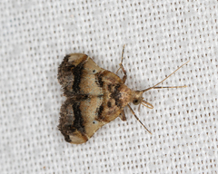 Scenedra decoratalis