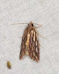 Meyrickella torquesauria