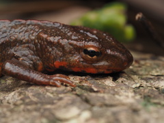 Paramesotriton hongkongensis