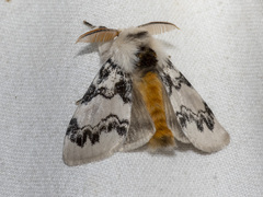 Iropoca rotundata