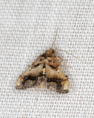 Scenedra decoratalis