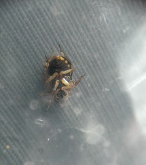 Ochterus