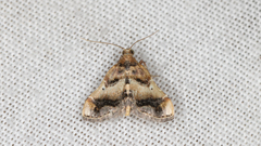 Scenedra decoratalis