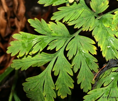 Dicentra formosa