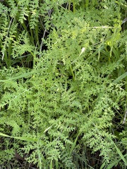 Eucrypta chrysanthemifolia