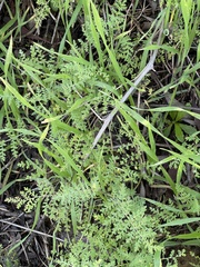 Eucrypta chrysanthemifolia