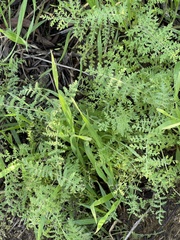 Eucrypta chrysanthemifolia