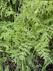 Eucrypta chrysanthemifolia