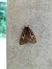 Dirphiopsis epiolina