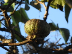 Hura polyandra