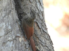 Xiphorhynchus flavigaster