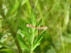 Oxyptilus ericetorum