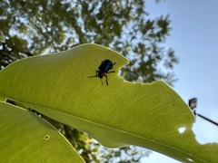 Parheminodes pulcher