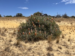 Banksia prionotes