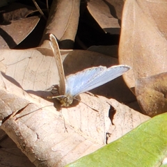 Pseudozizeeria maha okinawana