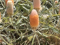 Banksia prionotes