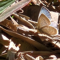 Pseudozizeeria maha okinawana