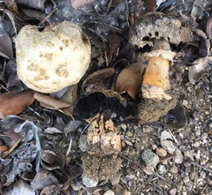 Agaricus deserticola