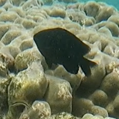 Plectroglyphidodon marginatus