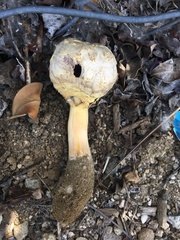 Agaricus deserticola