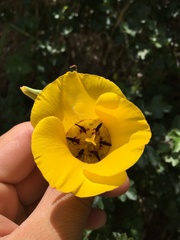 Calochortus clavatus