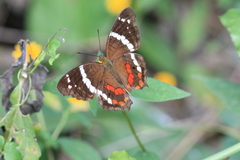 Anartia fatima colima